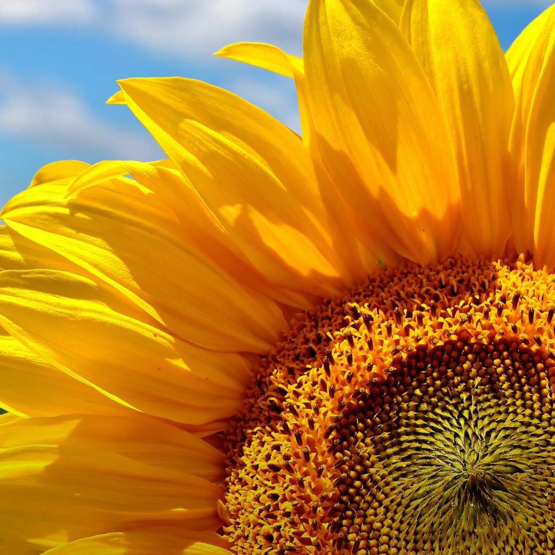 The purpose of the large sunflower is to denote large multi-million-dollar and multi-billion-dollar government RFPs.