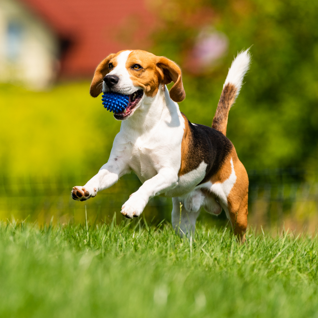 Beagle-like dog running on a grassy field with a blue spiky ball in its mouth.