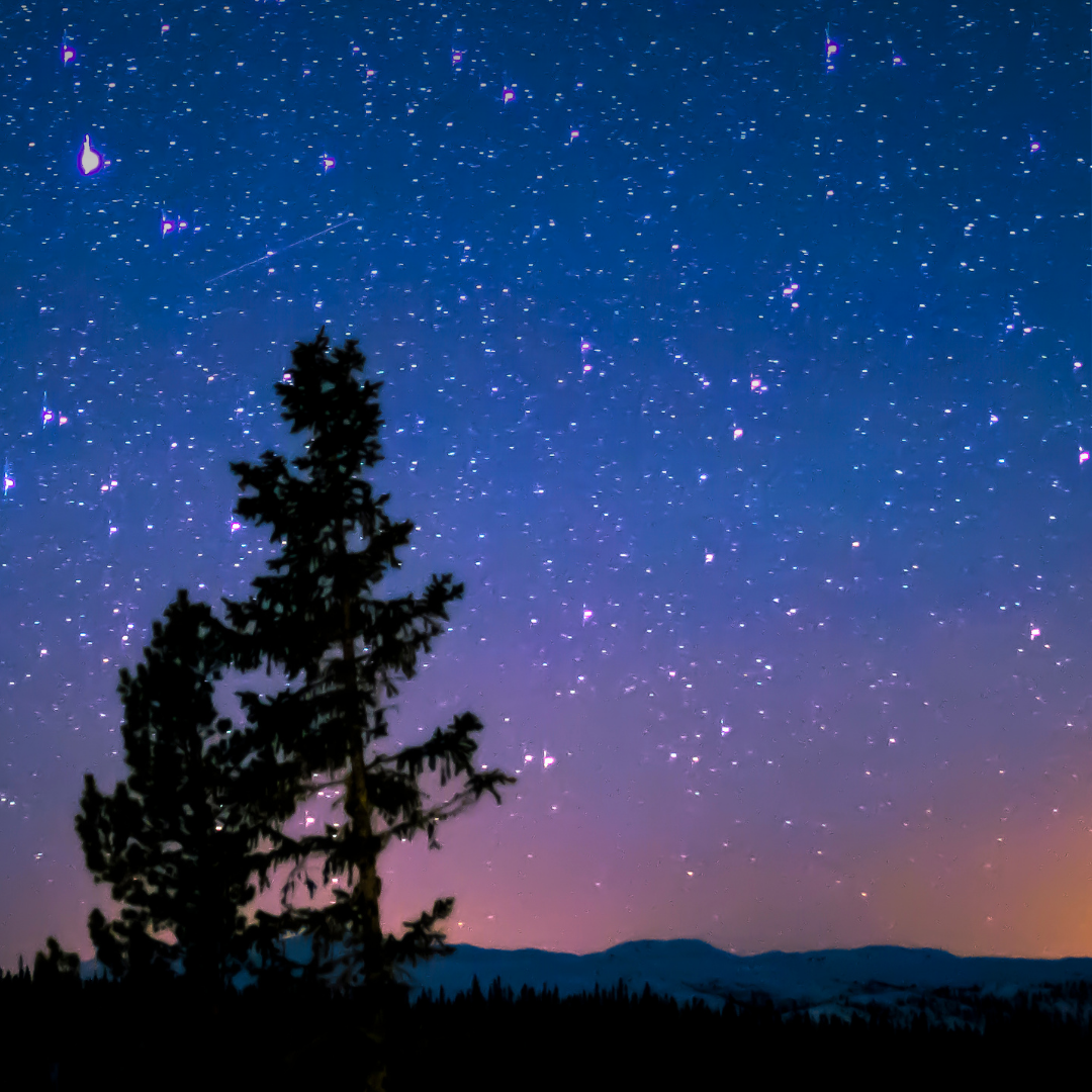 Silhouette of a tall pine tree against a star-filled night sky with distant mountains on the horizon at dusk/midnight blue.